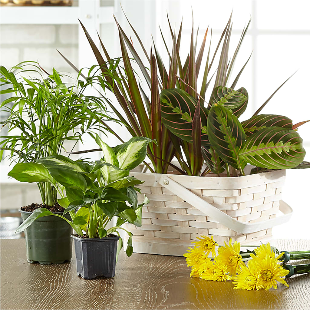 Florist Designed Blooming and Green Plants in a Basket – Landers Flowers, Savannah MO