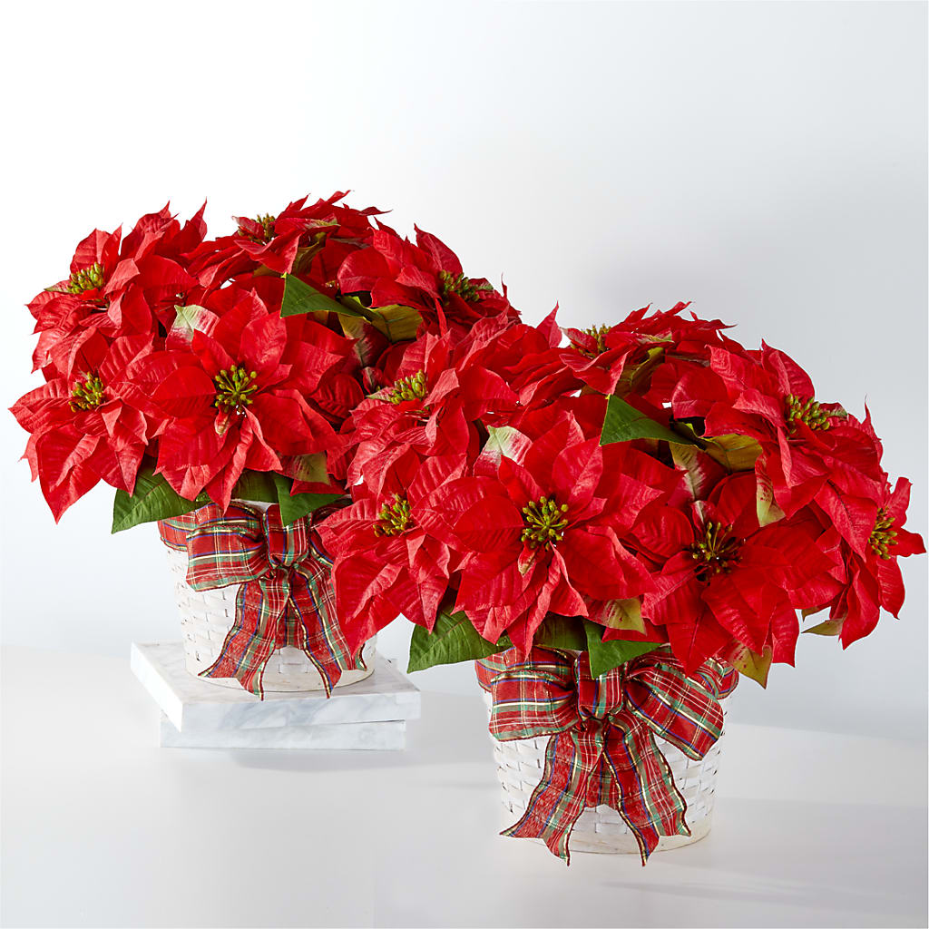 Happiest Holidays Poinsettia Bundle – Landers Flowers, Savannah MO