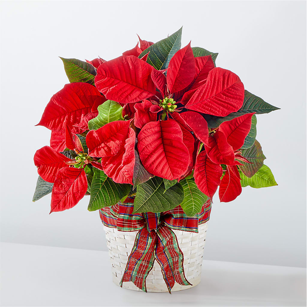 Happiest Holidays Poinsettia – Landers Flowers, Savannah MO