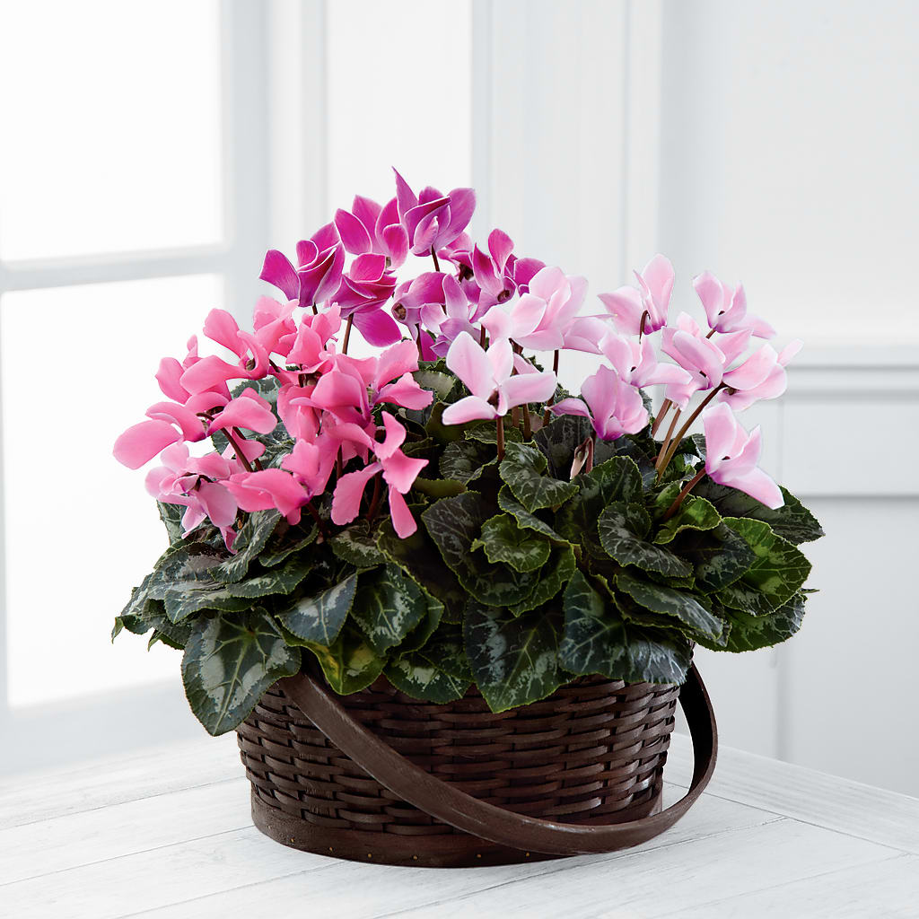 Mixed Cyclamen Planter – Landers Flowers, Savannah MO