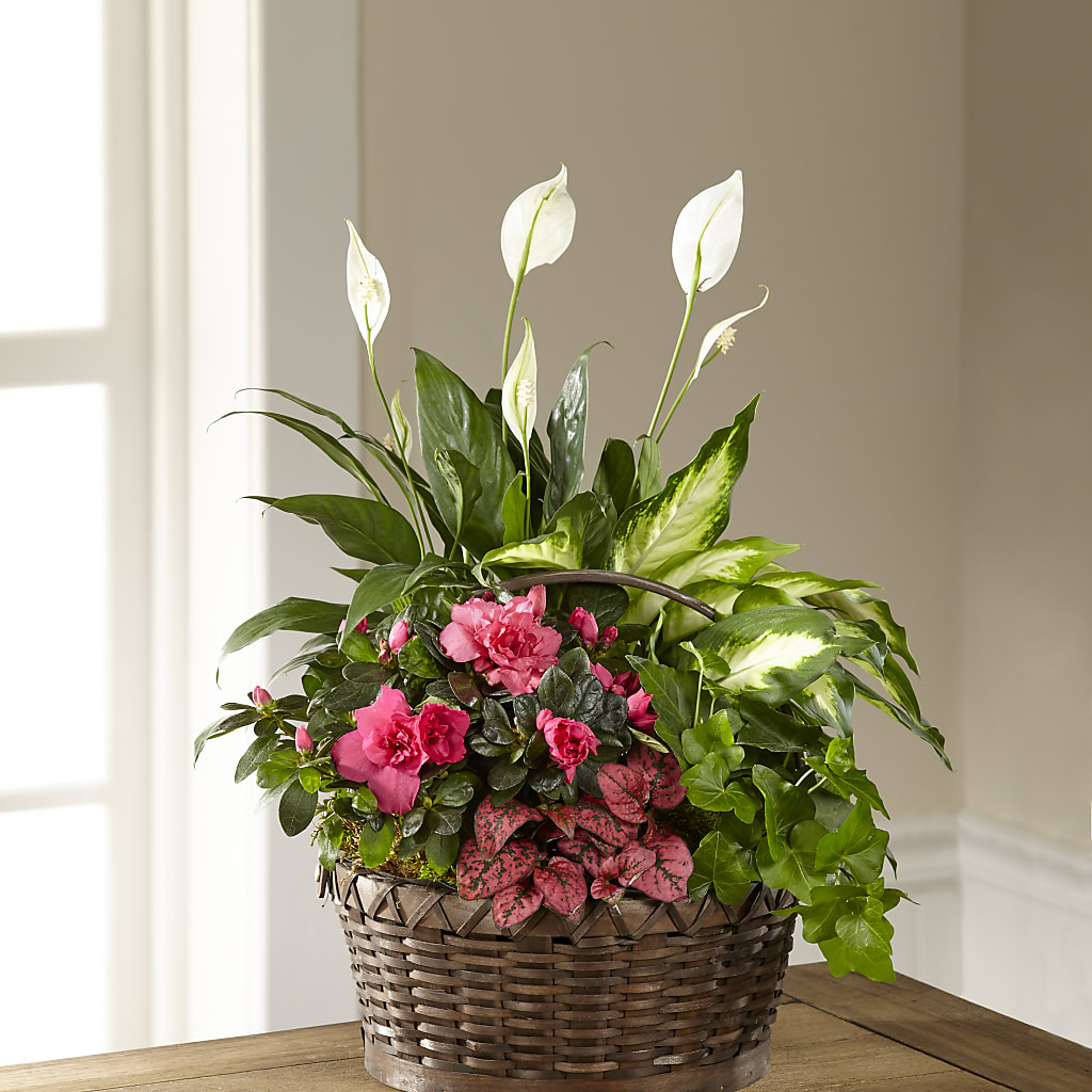 Dream in Pink Dishgarden – Landers Flowers, Savannah MO