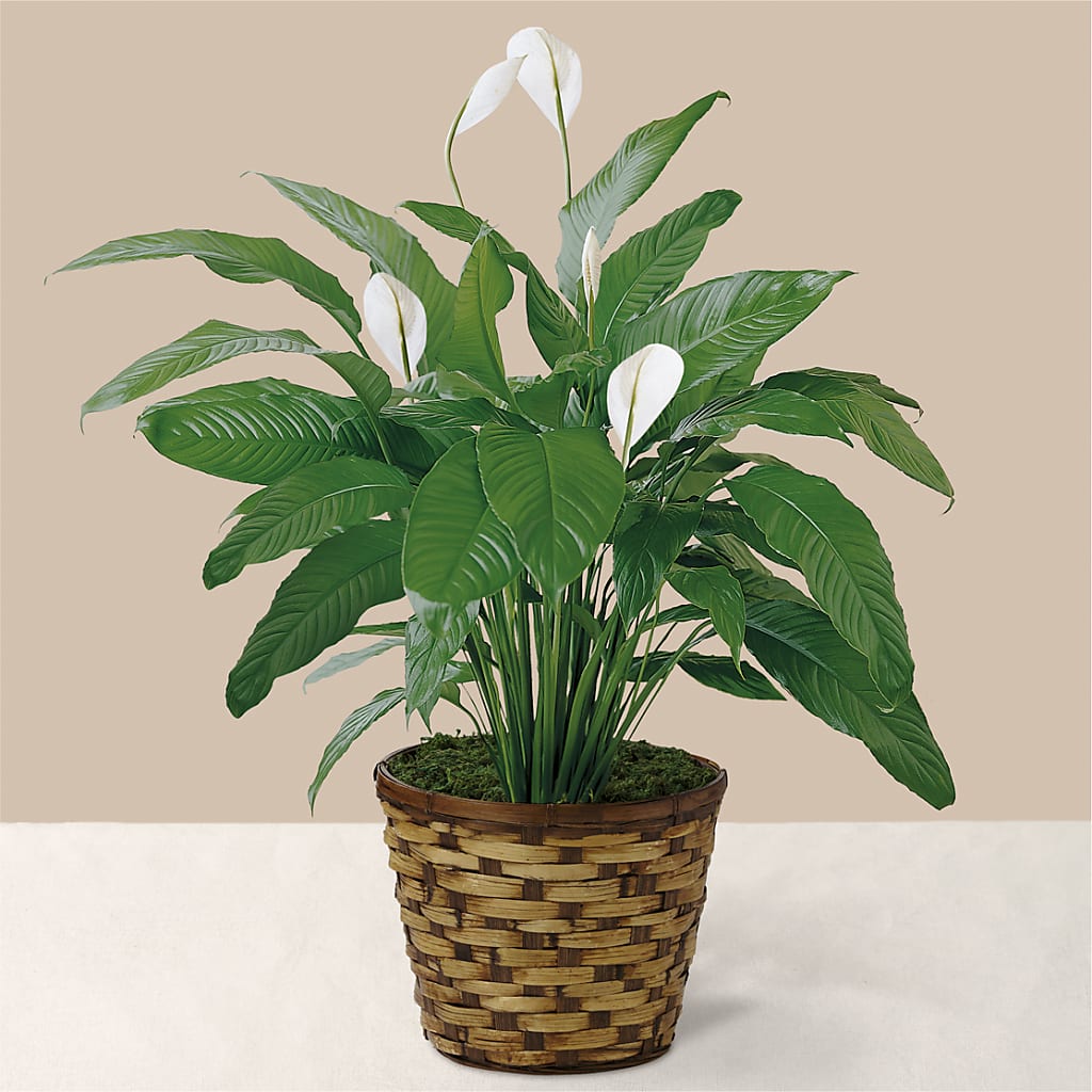 Tranquil Moments Peace Lily Plant – Landers Flowers, Savannah MO