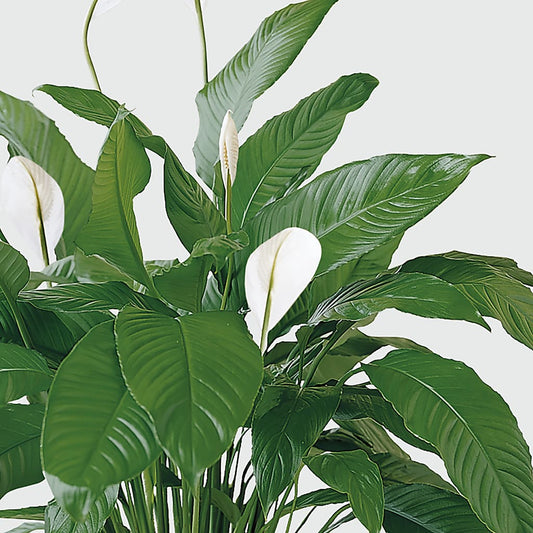Tranquil Moments Peace Lily Plant – Landers Flowers, Savannah MO
