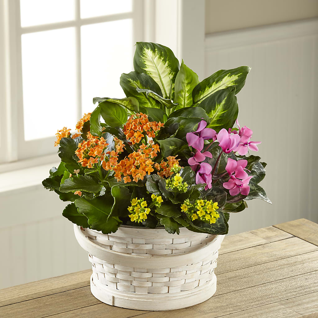 Color Crush Dishgarden – Landers Flowers, Savannah MO