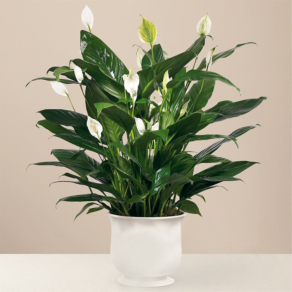 Comfort Planter – Landers Flowers, Savannah MO