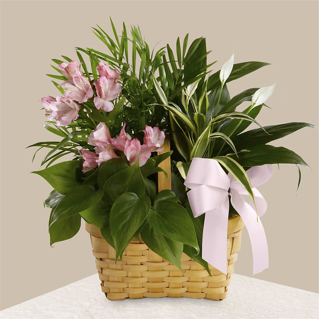 Living Spirit Dishgarden – Landers Flowers, Savannah MO