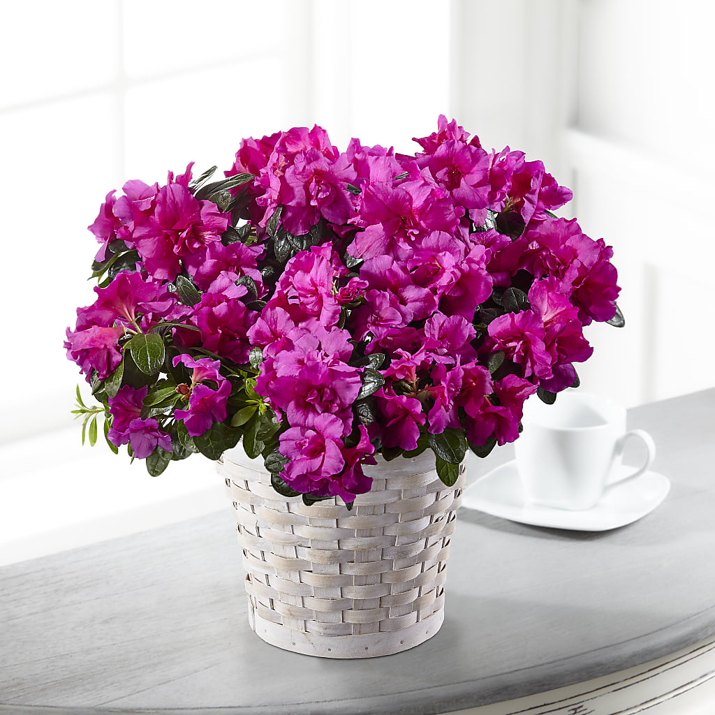 Hope & Serenity Azalea Plant – Landers Flowers, Savannah MO