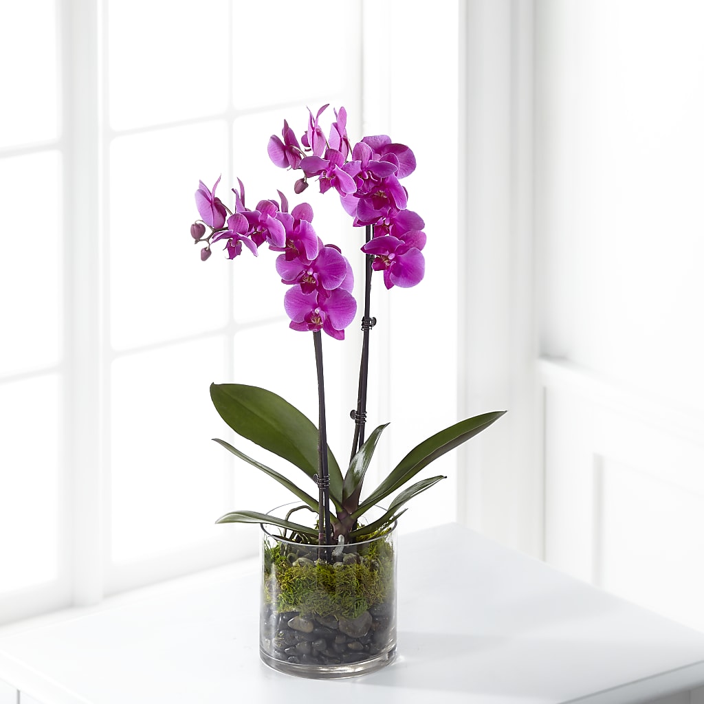 Pink Orchid Plant – Landers Flowers, Savannah MO