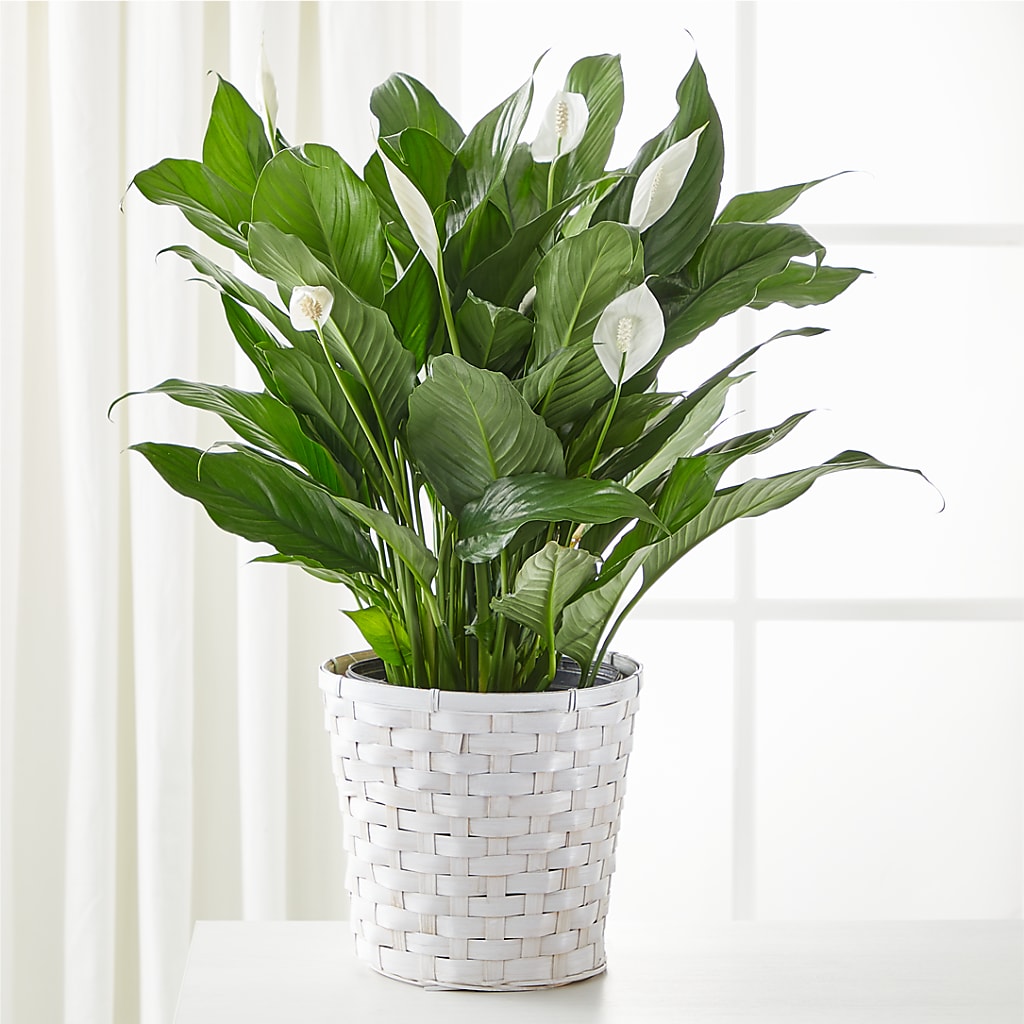 A New Leaf Peace Lily – Landers Flowers, Savannah MO