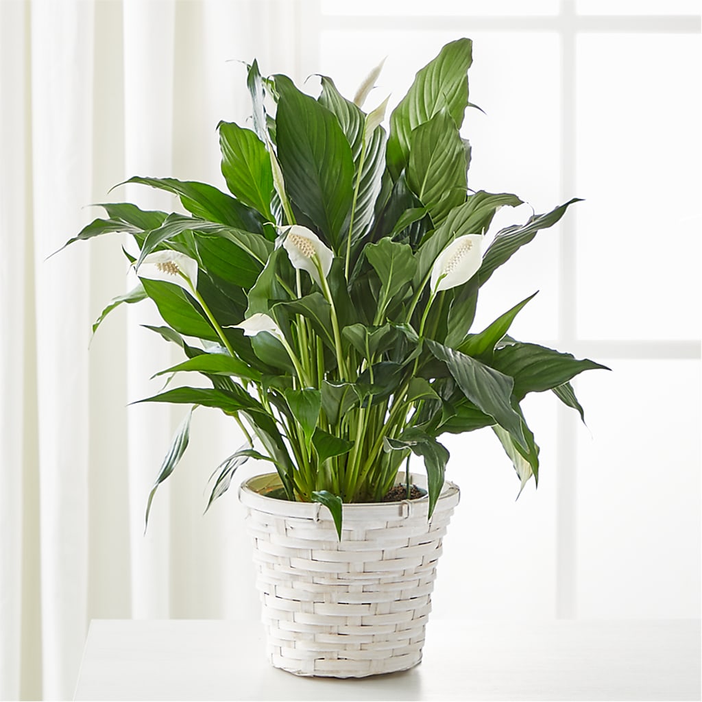 A New Leaf Peace Lily – Landers Flowers, Savannah MO