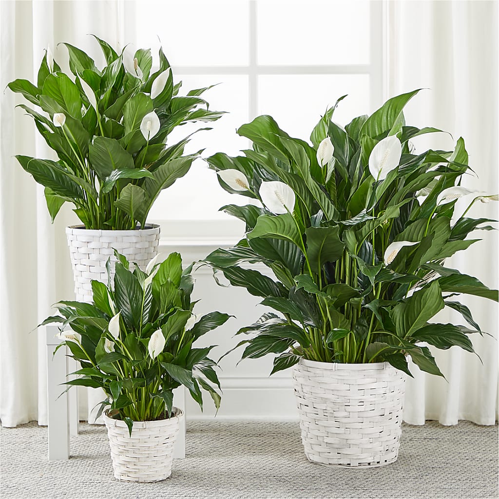 A New Leaf Peace Lily – Landers Flowers, Savannah MO