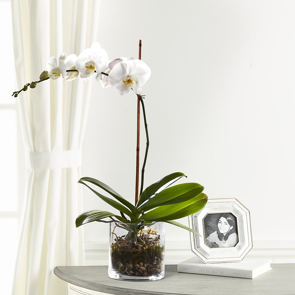 White Orchid Planter – Landers Flowers, Savannah MO