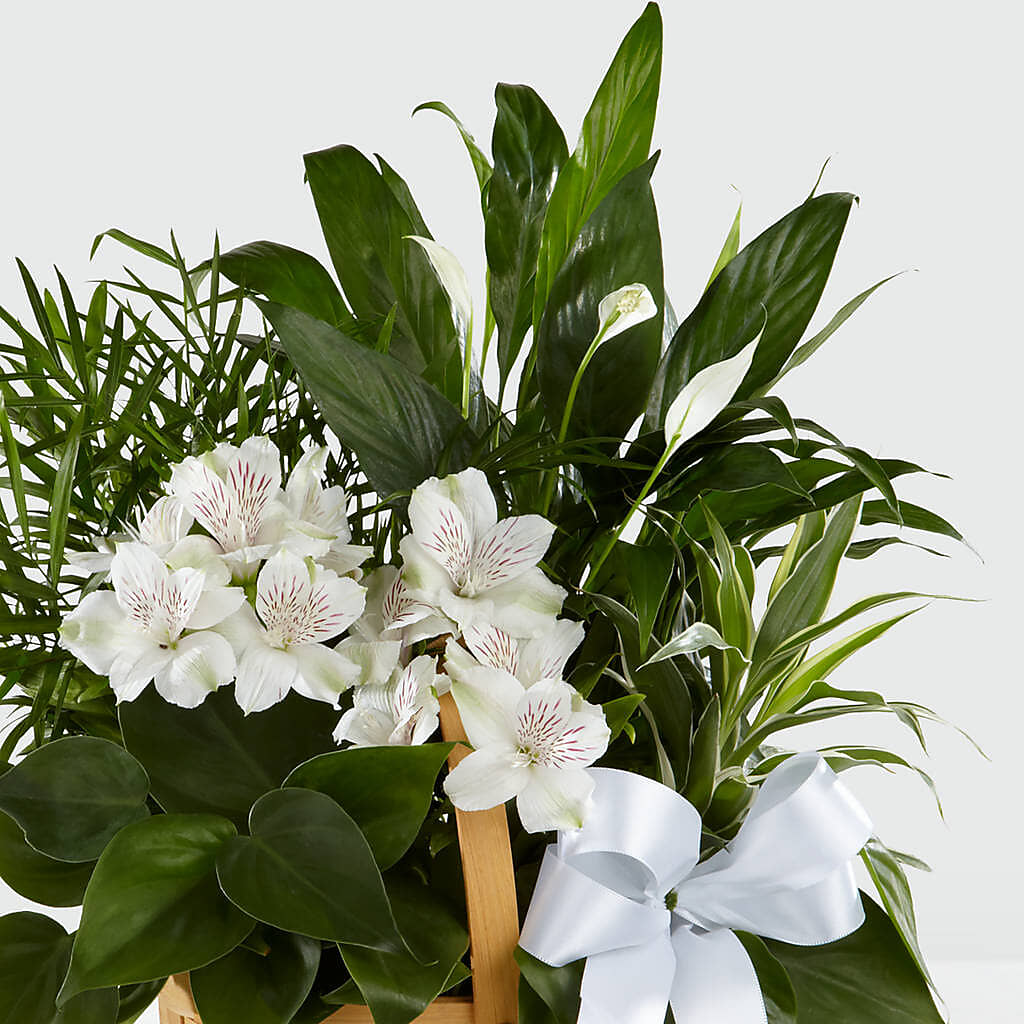 Peace & Serenity Dishgarden –  Landers Flowers, Savannah MO