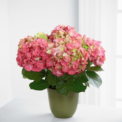 Pink Hydrangea Planter –  Landers Flowers, Savannah MO