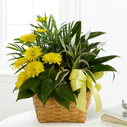 Loving Light Dishgarden –  Landers Flowers, Savannah MO