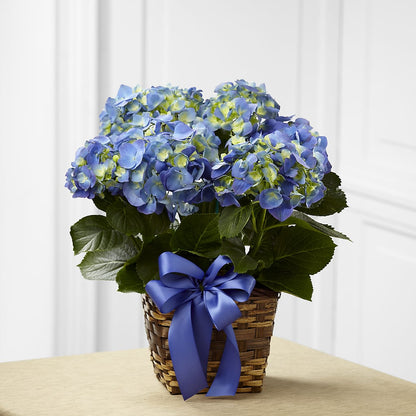 Blue Hydrangea Planter –  Landers Flowers, Savannah MO