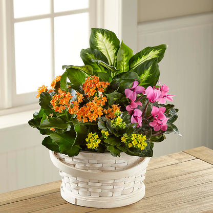 Color Crush Dishgarden –  Landers Flowers, Savannah MO