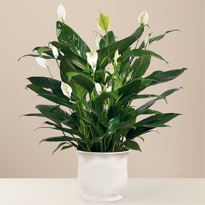 Comfort Planter –  Landers Flowers, Savannah MO