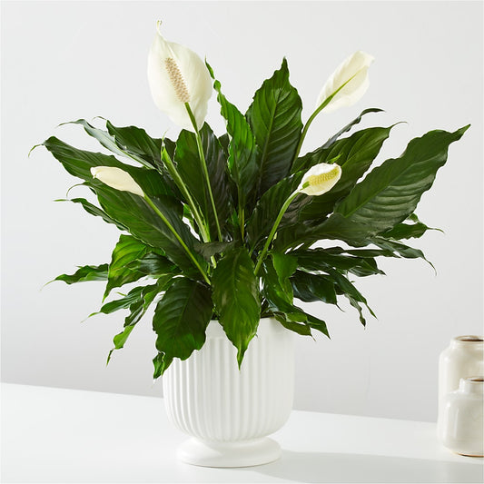 Comfort Planter –  Landers Flowers, Savannah MO