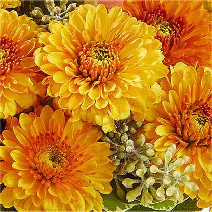 Peachy Pumpkin –  Landers Flowers, Savannah MO