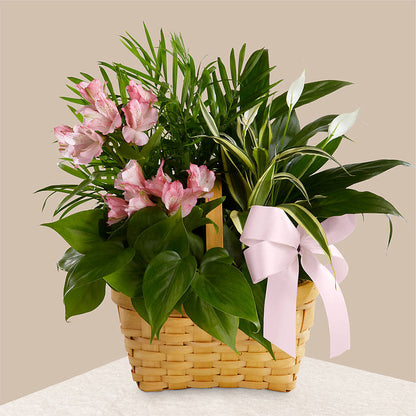 Living Spirit Dishgarden –  Landers Flowers, Savannah MO