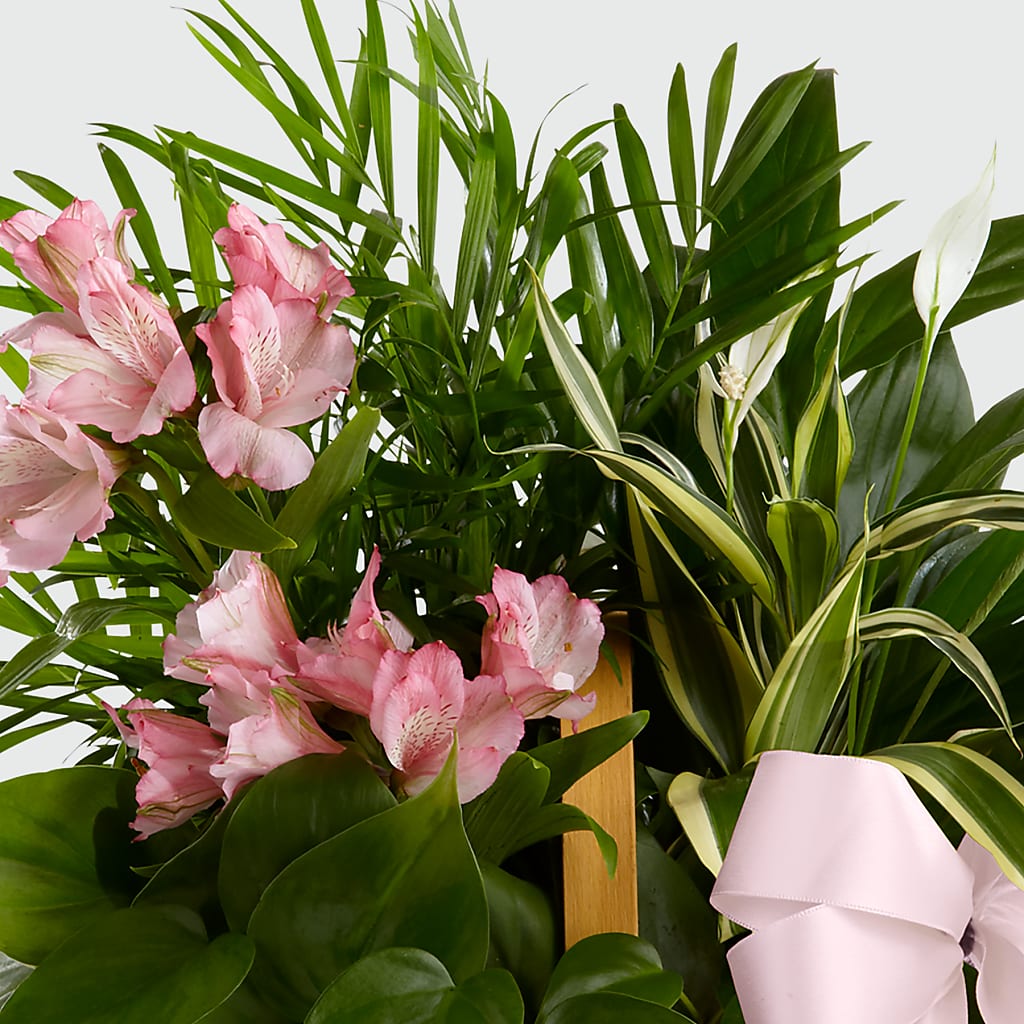 Living Spirit Dishgarden –  Landers Flowers, Savannah MO