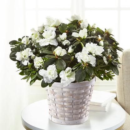 White Azalea Plant –  Landers Flowers, Savannah MO