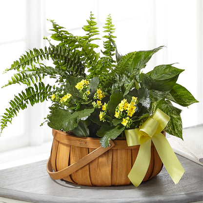 Always Dear Dishgarden –  Landers Flowers, Savannah MO